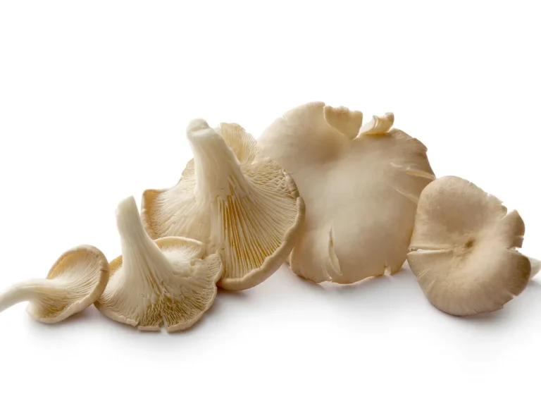 pleurotus