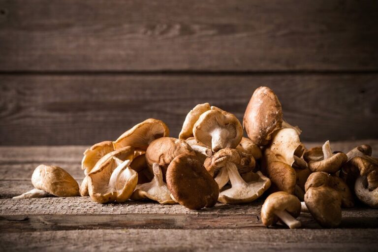 shitake naturelab